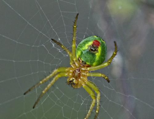 Araniella sp.